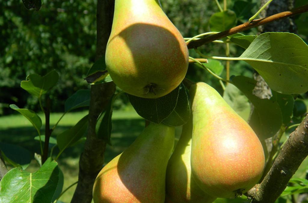 לודי Agriturismo Cascina Pezzolo מראה חיצוני תמונה